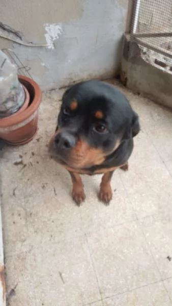 Rottweiler femmina 