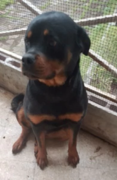 Rottweiler femmina  | Foto 0