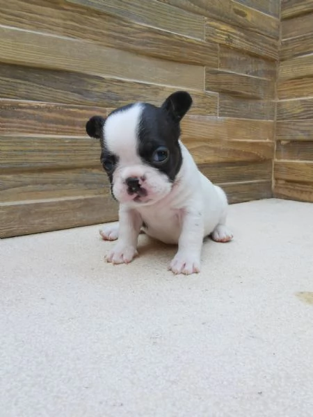 Bulldog francese  | Foto 3