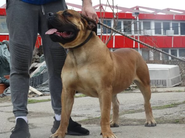 Mastino sudafricano Boerboel cuccioli in vendita | Foto 6