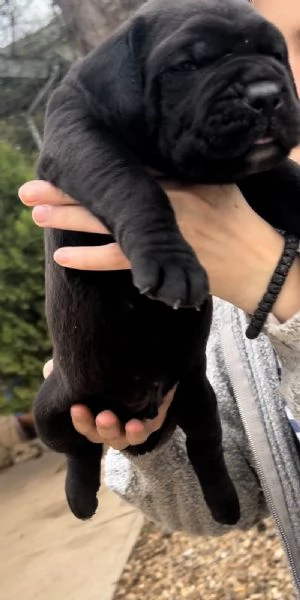 Mastino sudafricano Boerboel cuccioli in vendita | Foto 4