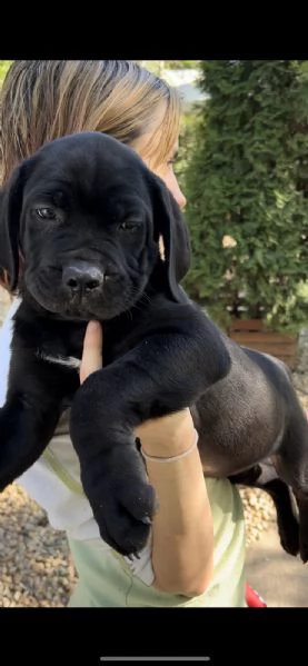 Mastino sudafricano Boerboel cuccioli in vendita | Foto 2