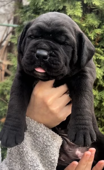 Mastino sudafricano Boerboel cuccioli in vendita | Foto 1