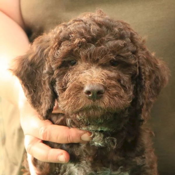 Cuccioli lagotto romagnolo | Foto 6