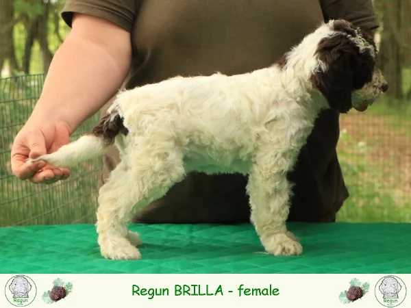 Cuccioli lagotto romagnolo | Foto 4