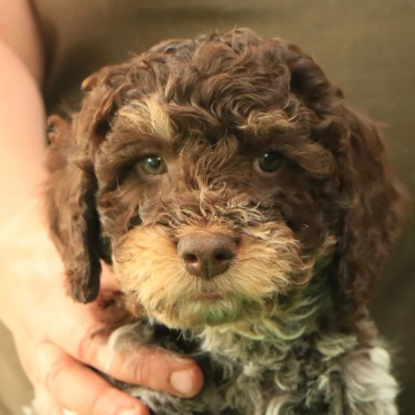 Cuccioli lagotto romagnolo