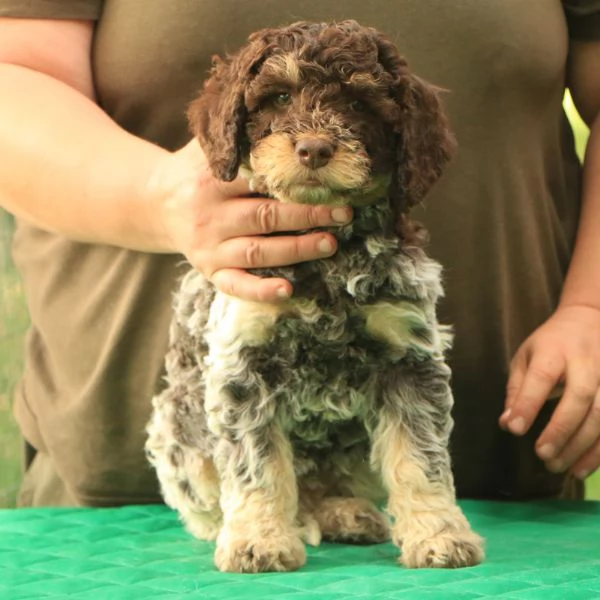 Cuccioli lagotto romagnolo | Foto 0