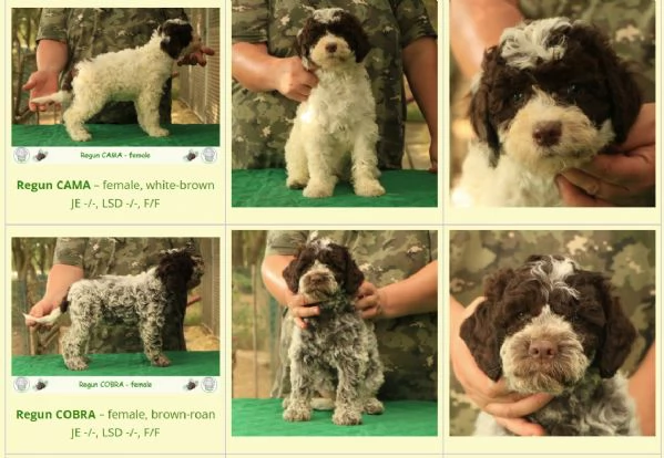 Lagotto romagnolo | Foto 0