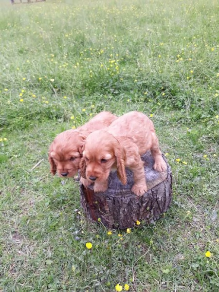 Cocker Spaniel maschietti | Foto 0