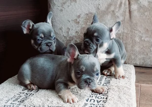 Bouledogue francese cuccioli | Foto 0