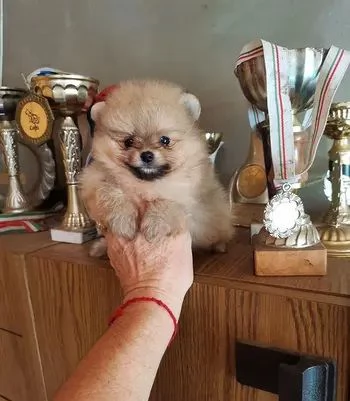 Pomerania toy cuccioli | Foto 1