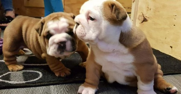 Bulldog Inglese cuccioli