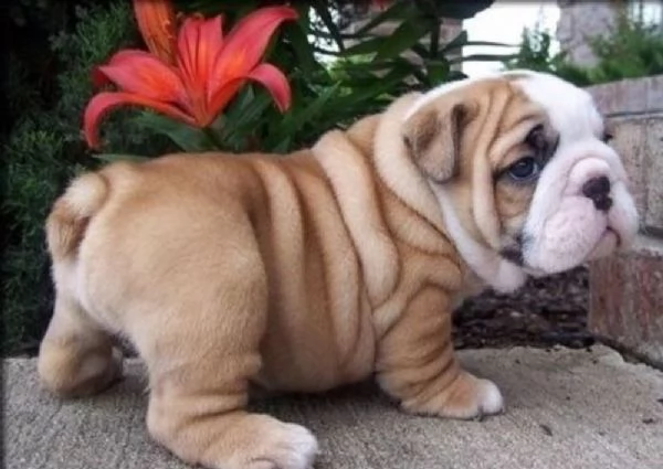 Bulldog Inglese cuccioli | Foto 2