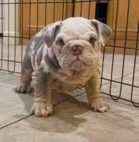 Bulldog Inglese cuccioli | Foto 1