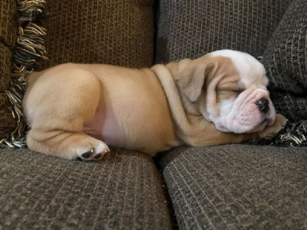 Bulldog Inglese cuccioli | Foto 0