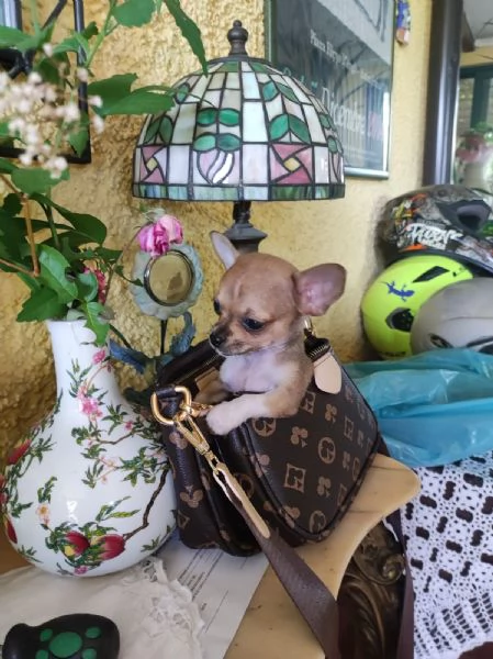 Chihuahua mini toy ( da borsetta)