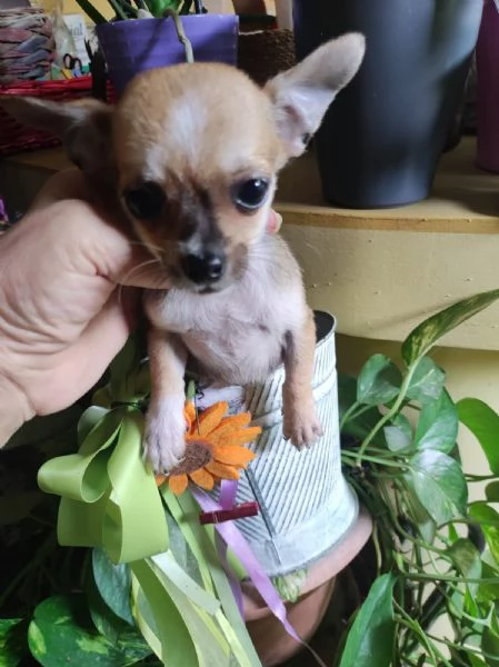 Chihuahua mini toy ( da borsetta) | Foto 2