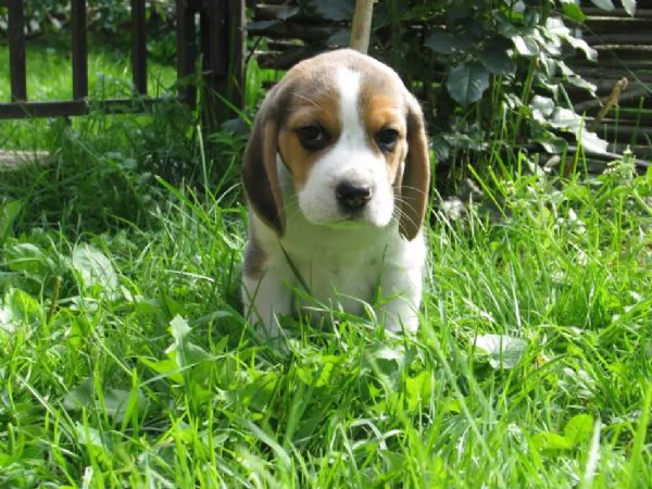 Beagle tricolore cuccioli | Foto 3