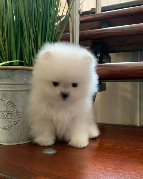 Cuccioli di Pomerania pronti per la loro nuova casa | Foto 3