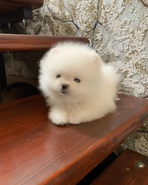 Cuccioli di Pomerania pronti per la loro nuova casa