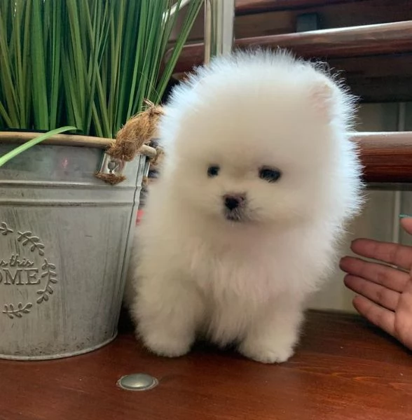 Cuccioli di Pomerania pronti per la loro nuova casa | Foto 2