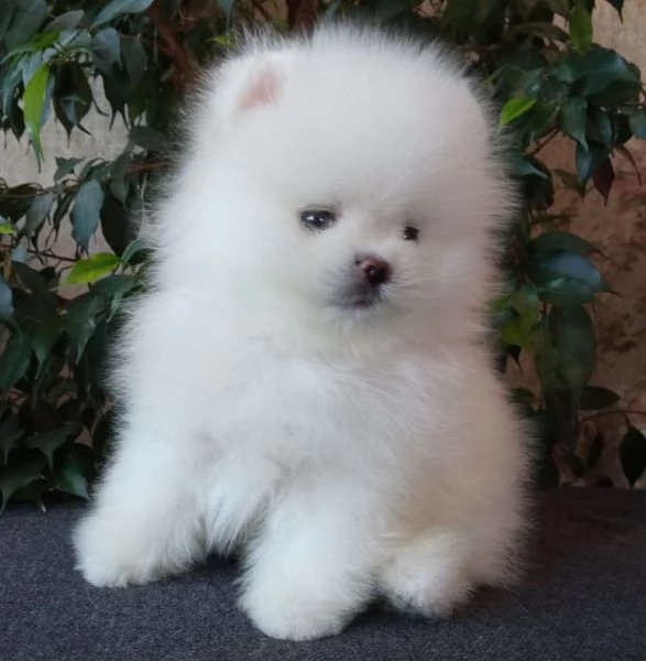 Cuccioli di Pomerania pronti per la loro nuova casa | Foto 1