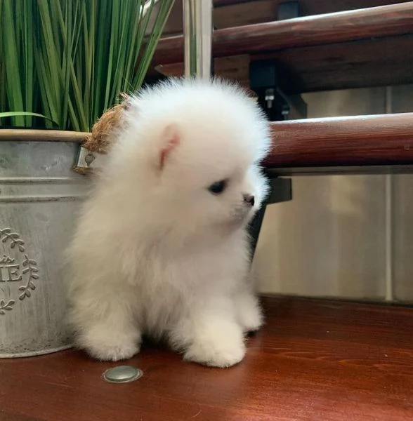 Cuccioli di Pomerania pronti per la loro nuova casa | Foto 0