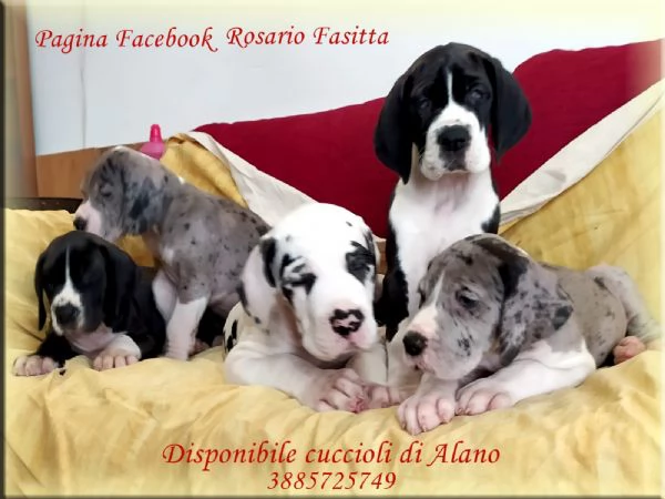 Disponibile cuccioli di Alano | Foto 0