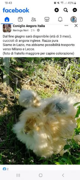 Coniglio angora inglese razza pura 