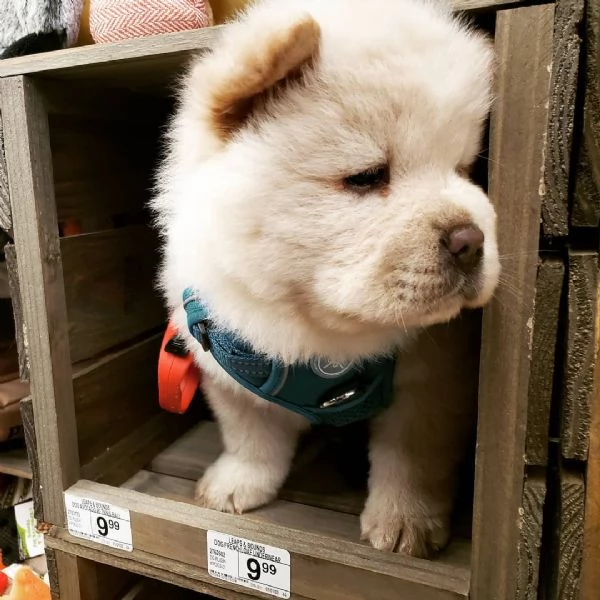 vendo cuccioli di volpino di Chow Chow