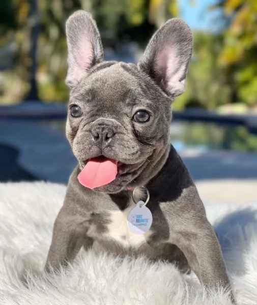 cuccioli di bulldog francese blu merle torba nero tigrato con pedigree cercano casa