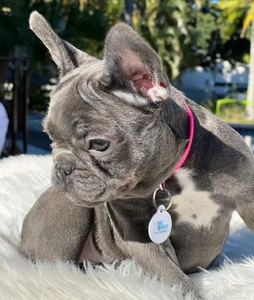 cuccioli di bulldog francese blu merle torba nero tigrato con pedigree cercano casa | Foto 1