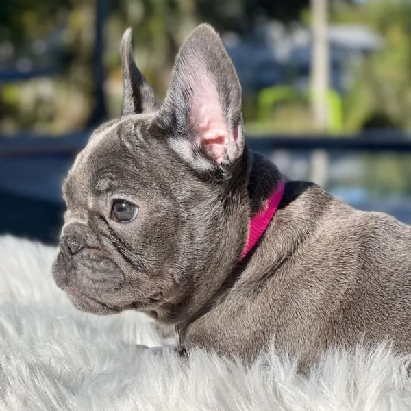 cuccioli di bulldog francese blu merle torba nero tigrato con pedigree cercano casa | Foto 0