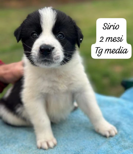 CUCCIOLOTTI SENZA CASA NÉ SPERANZE | Foto 7