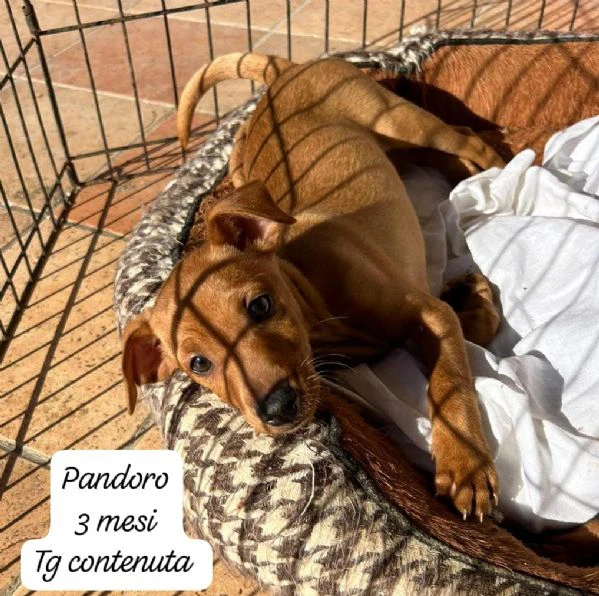 CUCCIOLOTTI SENZA CASA NÉ SPERANZE | Foto 5