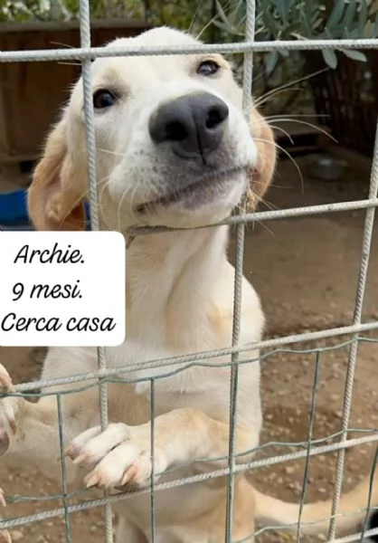 Archie: tenero cucciolo cerca mamma!