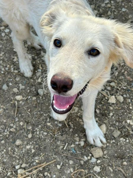 Archie: tenero cucciolo cerca mamma! | Foto 0