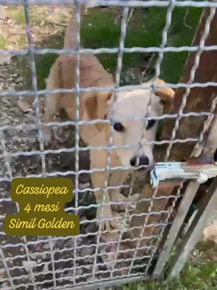 DISPONIBILI CUCCIOLI! Chiamate  | Foto 6