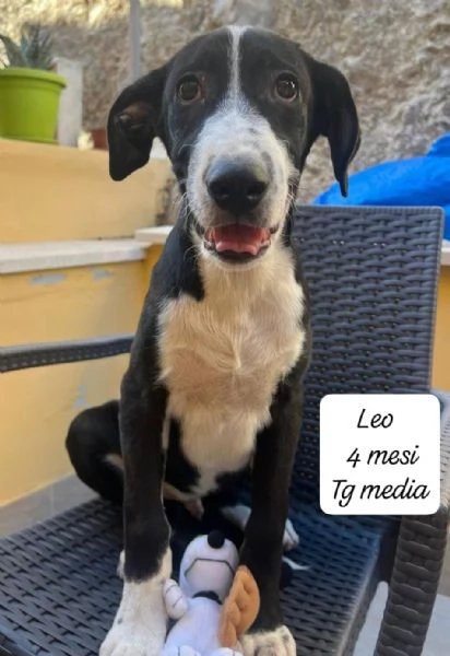 DISPONIBILI CUCCIOLI! Chiamate  | Foto 5