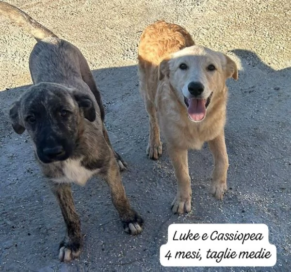 DISPONIBILI CUCCIOLI! Chiamate 