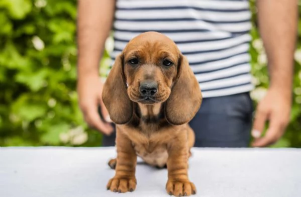 Bassotto standard cuccioli | Foto 6