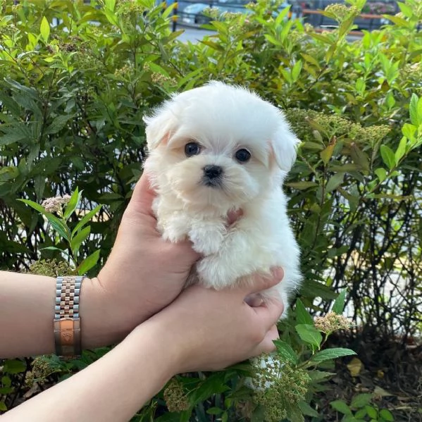 Maltese puppy  | Foto 0