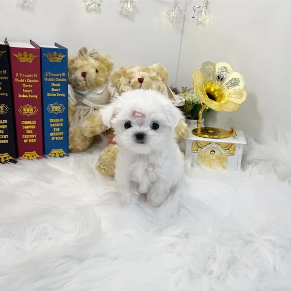 Maltese puppy 