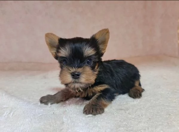 Yorkie puppies 