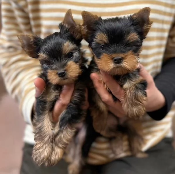 Yorkie puppies  | Foto 0