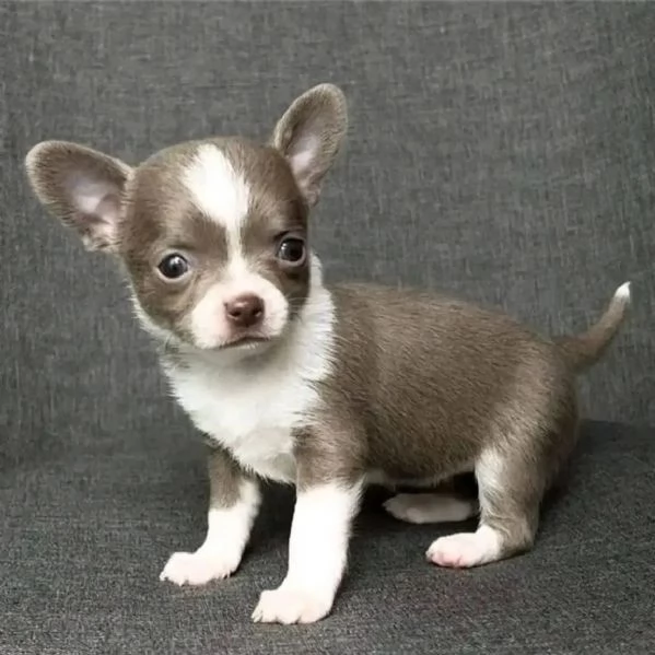 Chihuahua puppies  | Foto 1