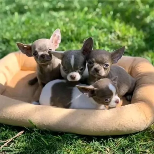 Chihuahua puppies 