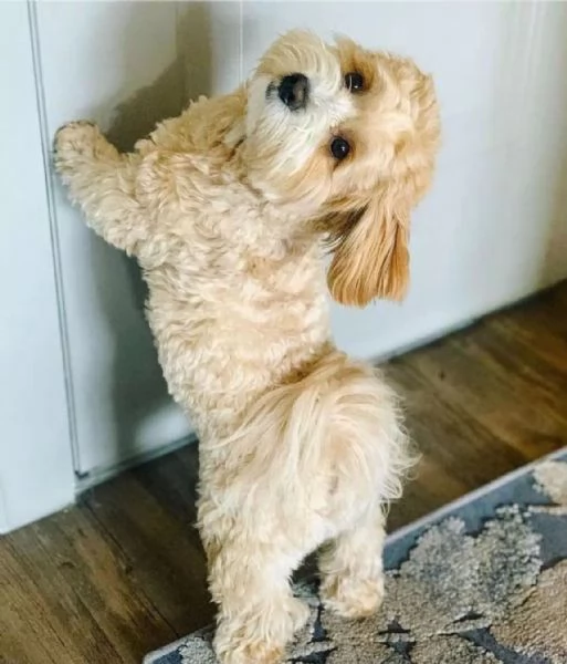 Havanese puppies 