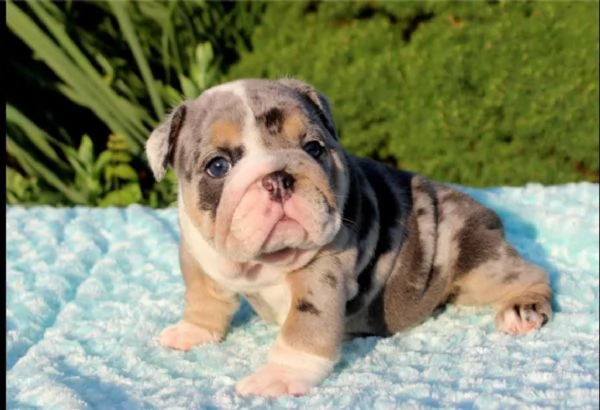 Bulldog 