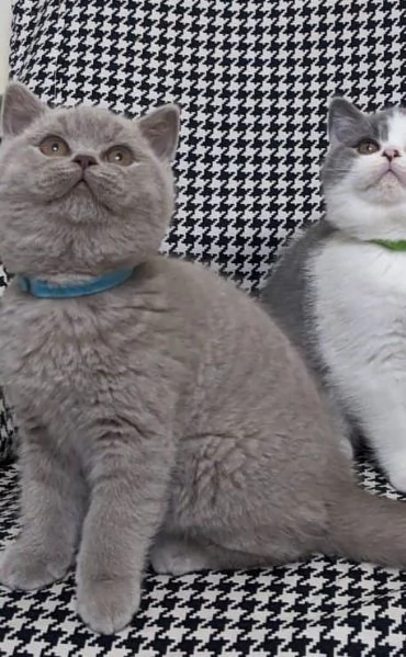 Bellissime cucciolate di british shorthair